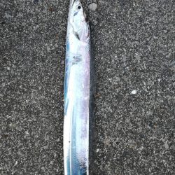 タチウオ探しに