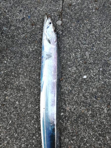 タチウオ探しに