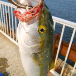 仕事前にタチウオ調査&ショアジギ