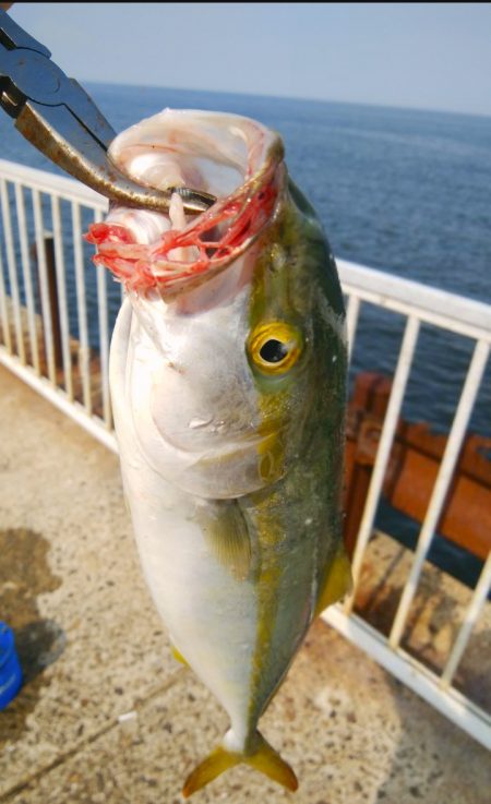 仕事前にタチウオ調査＆ショアジギ