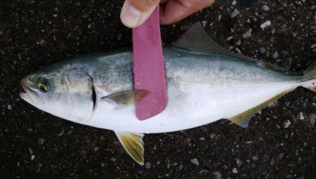 南港の状況調査釣行