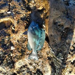 グレ釣れてます・・・