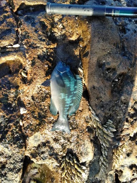 グレ釣れてます・・・