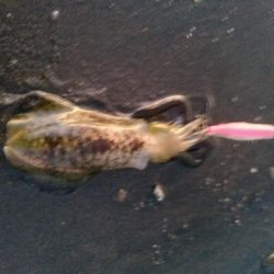 アオリイカ　サイズなかなか上がらず