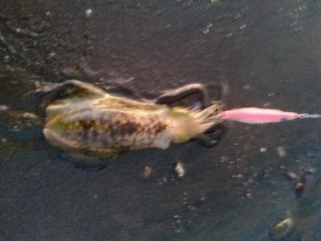 アオリイカ　サイズなかなか上がらず