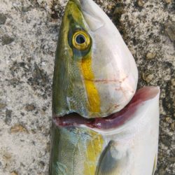 いつになったらタチウオ開幕!?