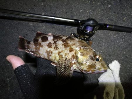 南港ヘチ釣行 （9/7 南港ヘチ釣り 黒メ…