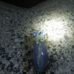 秋イカ初打席
