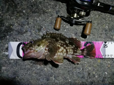 南港ヘチ釣行 （9/8 南港ヘチ釣り ガシ…