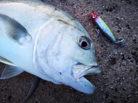 西表島、湾内でロウニンアジ
