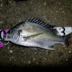 南港ヘチ釣行 (9/13 悪天候になった南港ヘチ釣り キビレチヌ37cm、ガシラ 釣果有り)