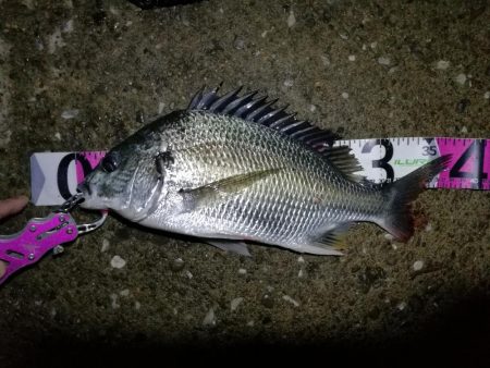 南港ヘチ釣行 （9/13 悪天候になった南…