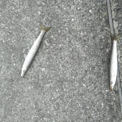 雨あがりに狙うも…