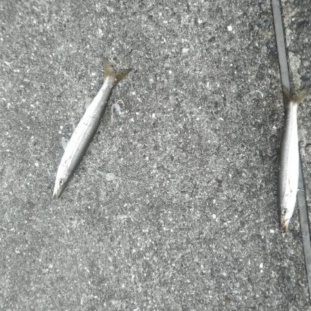 雨あがりに狙うも…