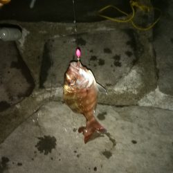 投げ釣り　夜釣り　タイ狙い