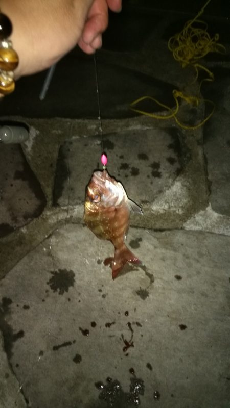 投げ釣り　夜釣り　タイ狙い