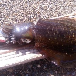 エギング　サーフで良型混じり