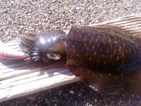 エギング　サーフで良型混じり