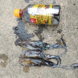 宮津アオリイカ