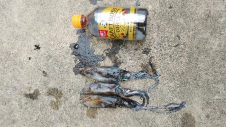 宮津アオリイカ