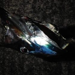 ショアタチシーズン到来