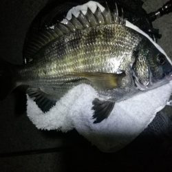 南港ヘチ釣行 (9/15 秋風の南港ヘチ釣り 真チヌ、ガシラ 釣果有り)