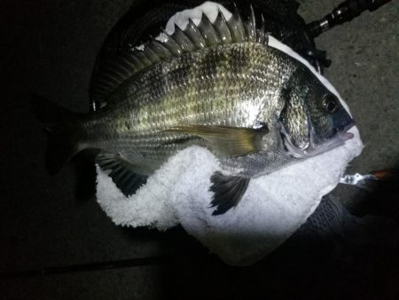 南港ヘチ釣行 （9/15 秋風の南港ヘチ釣…