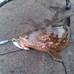 自作スピンテールでキジハタ