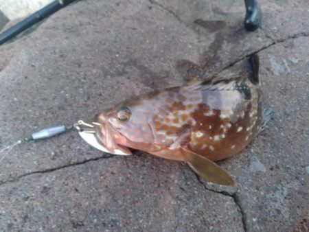 自作スピンテールでキジハタ