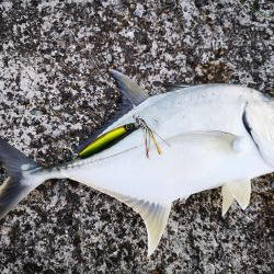 ジャックアイグロッキーでロウニンアジ