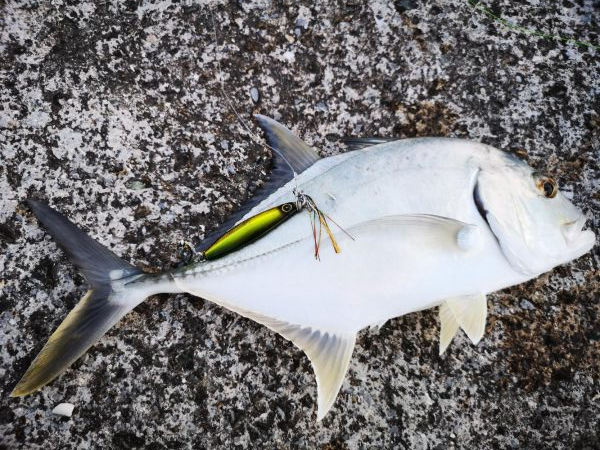 ジャックアイグロッキーでロウニンアジ