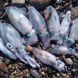 アオリイカ　つ抜け