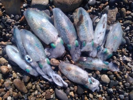 アオリイカ　つ抜け