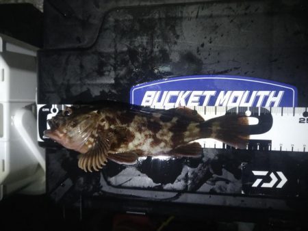 武庫川一文字でガシラ釣り