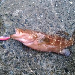 自作ルアーでキジハタ