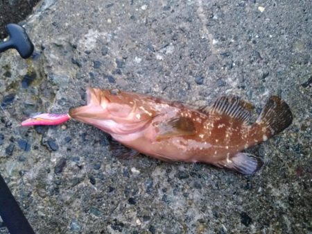 自作ルアーでキジハタ