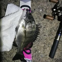 南港ヘチ釣行 （9/17 敬老の日の深夜の南港ヘチ釣り 真チヌ、ガシラ、メジナ 釣果有り）