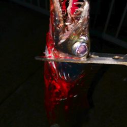 連休2日目のタチウオ