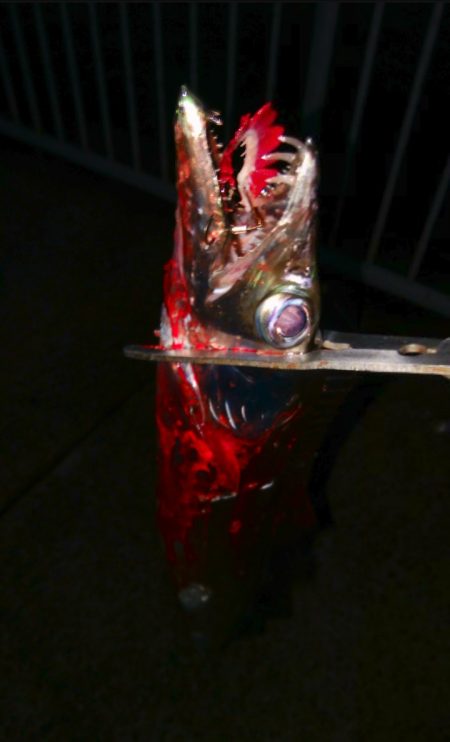 連休２日目のタチウオ