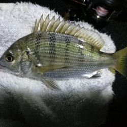 南港ヘチ釣行 (9/18 南港ヘチ釣り 真チヌ、ガシラ 釣果有り)