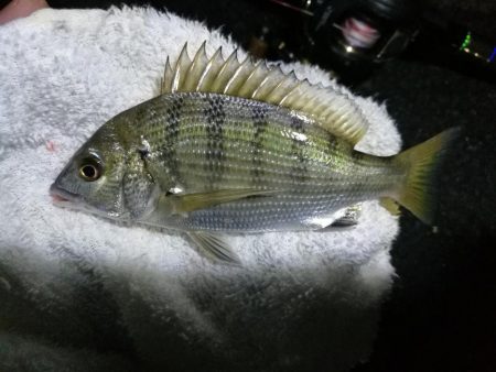 南港ヘチ釣行 (9/18 南港ヘチ釣り 真チヌ、ガシラ 釣果有り)