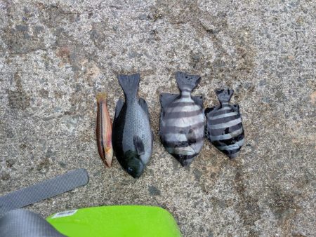 石鯛グレなどかサビキで釣れました。