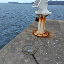 アジ・グレ・チヌ・チャリコ・・・