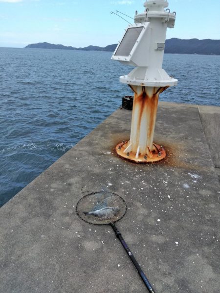 アジ・グレ・チヌ・チャリコ・・・