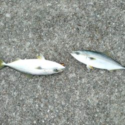 ちょっと寄り道で釣れました