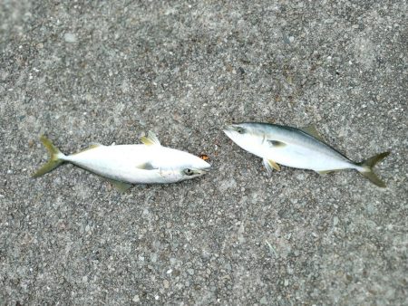 ちょっと寄り道で釣れました