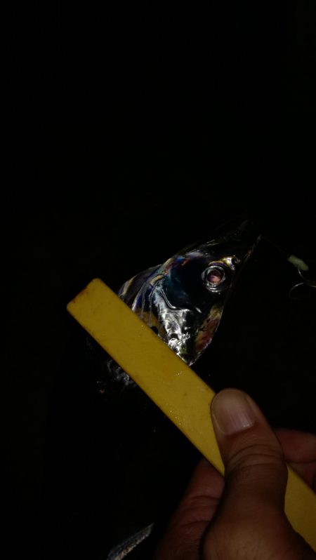 今シーズン初‼️