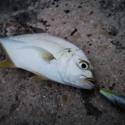 台風明け、やっと風が収まりました
