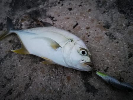台風明け、やっと風が収まりました