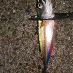 今年はタチウオ遅い